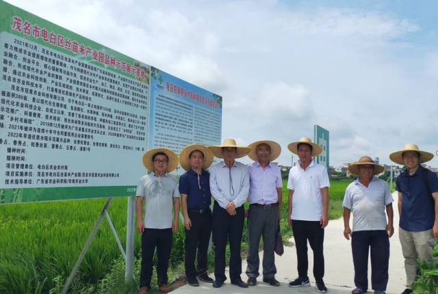 省农科院专家在电白区丝苗米产业园品种示范展示基地考察。