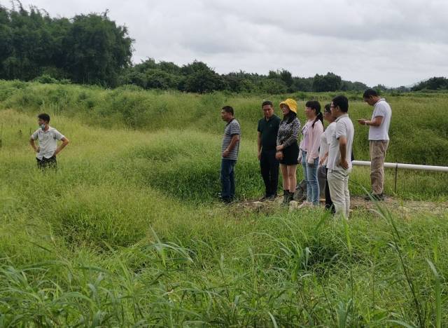 联安镇委余海冰副书记、温子君队长、汕尾分院专家和科技特派员团队在现场考察撂荒地情况。