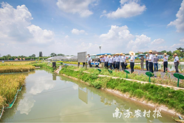 “东涌渔稻模式”得到多方关注