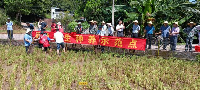 村民共享稻渔种养丰收喜悦