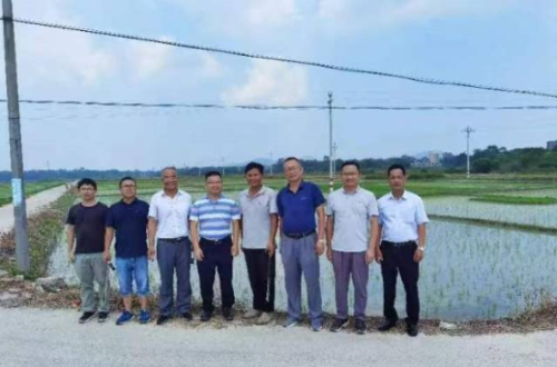 专家服务团队在茂名市电白区水稻生产基地考察和土壤取样。
