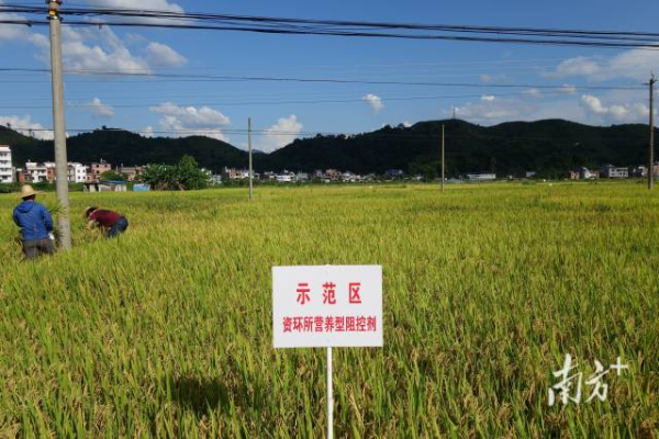 土壤调理剂应用技术使重金属污染农田重新种上了庄稼，实现安全利用。
