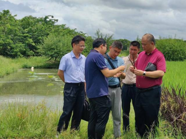 省农科院水稻研究所专家在现场调查水稻生长情况。