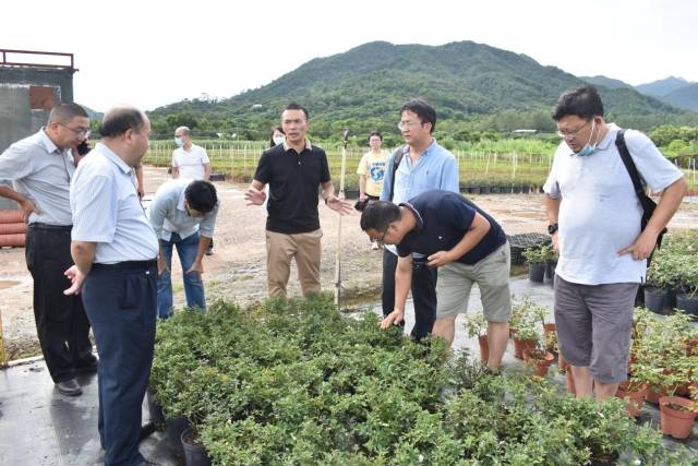 调研深圳市时代园林花卉有限公司月季病虫害发生情况