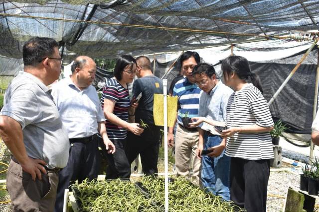 调研翁源县兰花国家现代农业产业园区企业兰花病虫害发生情况