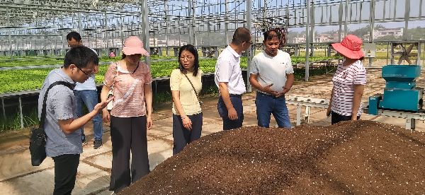省农科院专家助力2022年秋季增城迟菜心生产02.jpg
