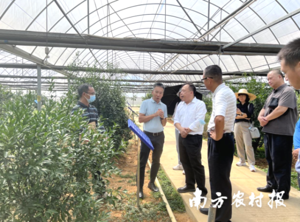 广东省农业科学院党委书记廖森泰一行赴新会区调研。