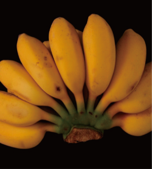 粉杂1号粉蕉.jpg