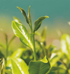 丹霞2号茶树.jpg