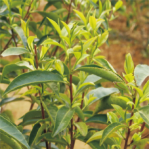杏红1号茶树.jpg