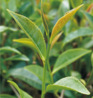 丹霞8号茶树.jpg