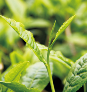 粤茗1号茶树.jpg