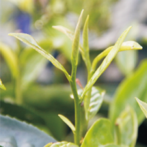 粤茗2号茶树.jpg