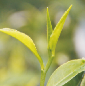 粤茗4号茶树.jpg