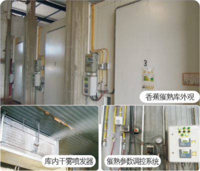 精确标准及自动化催熟香蕉技术.jpg