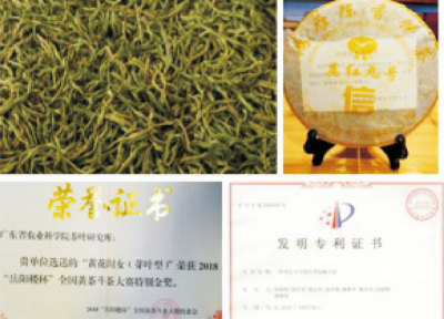 广东黄茶加工技术.jpg