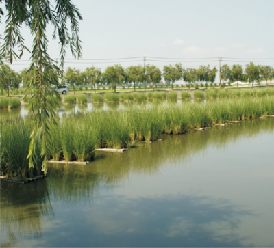 香根草水土保持和污染水土修复技术.jpg