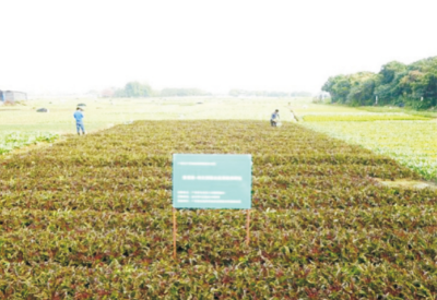 重金属高风险菜地安全利用技术.jpg