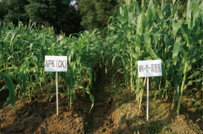 炭基土壤调理剂制备及对重金属污染农田改良应用.jpg