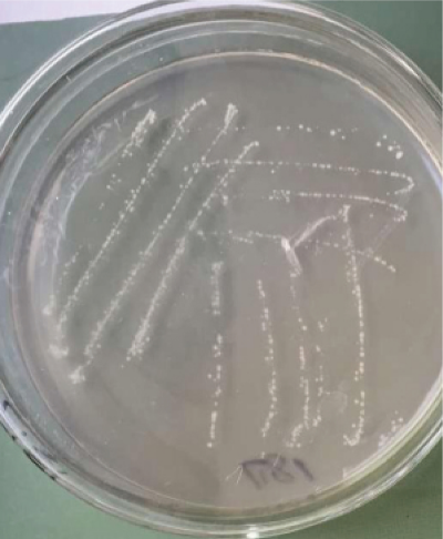 利用鱼虾原料生产富含新型生物刺激剂菌肥的关键技术 (1).jpg