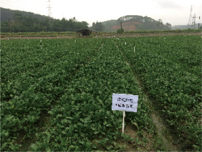 防病、促生功能微生物菌剂发酵工艺及产品应用 (2).jpg