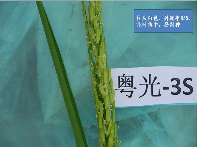 图片说明