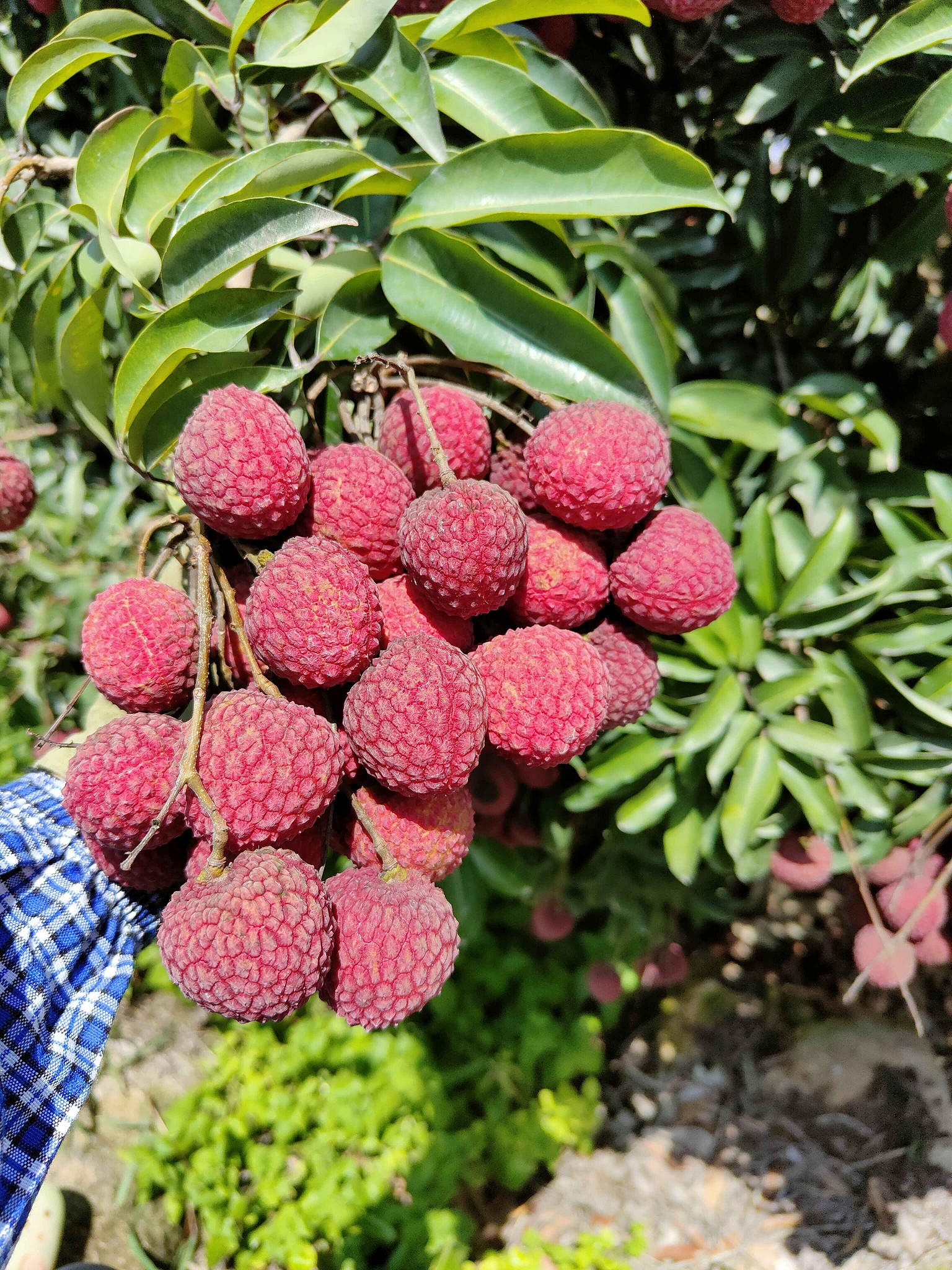 图片说明
