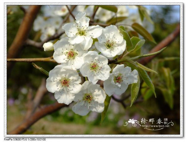 图片说明
