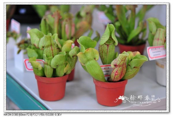 图片说明