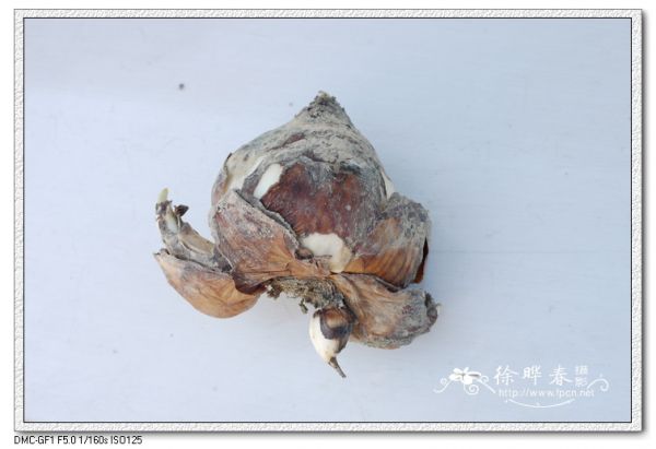 图片说明