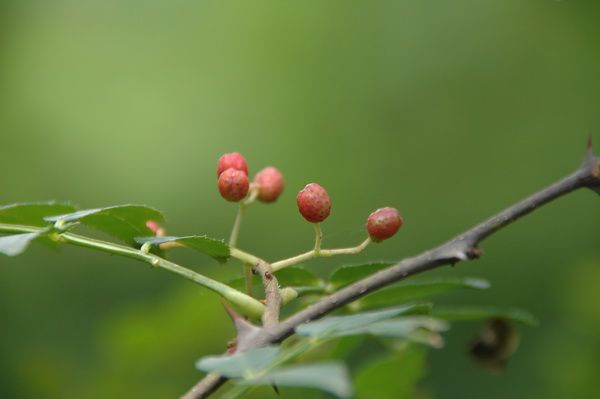 图片说明