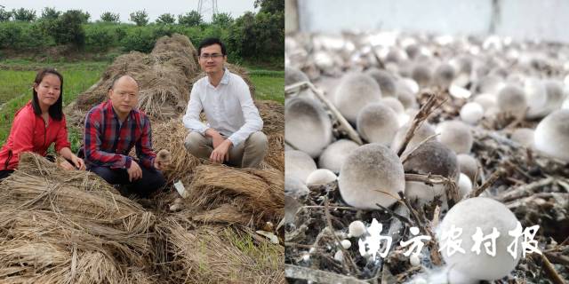 团队进行野生草菇资源采集（左）  环保高效栽培草菇（右） 