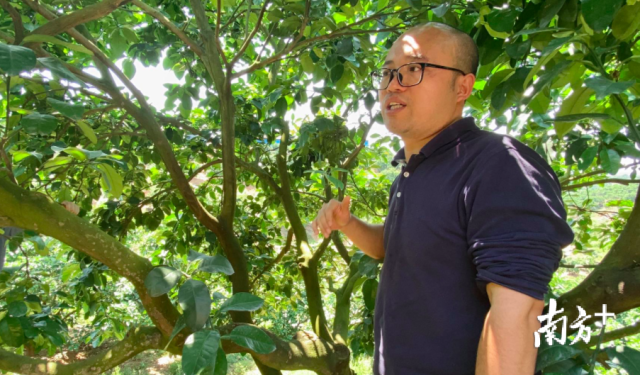 广东省农科院果树研究所副研究员姜波