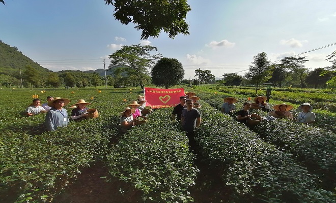 2021.9.4茶叶所开展首届青年职工制茶（绿茶）技能竞赛—采青.jpg