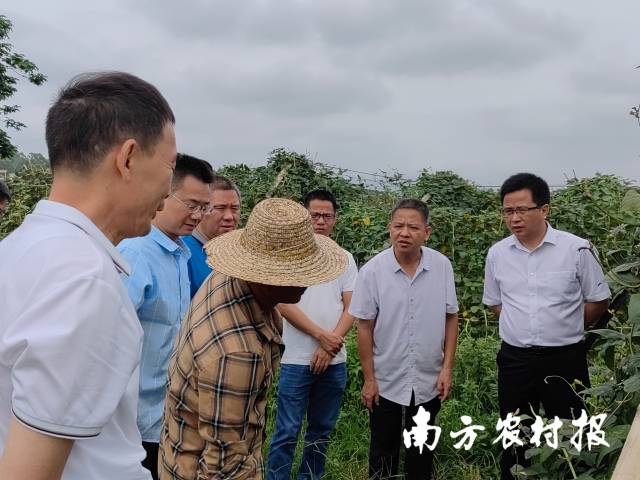 所长谢大森（右一）带队参加豇豆农残突出问题攻坚治理督导工作 