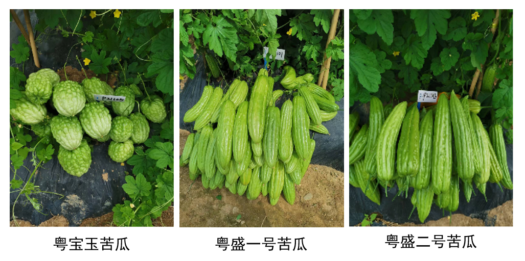 苦瓜图.png