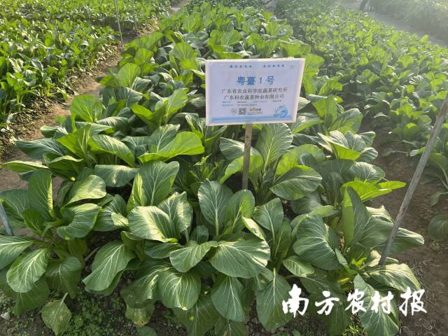 受访者供图