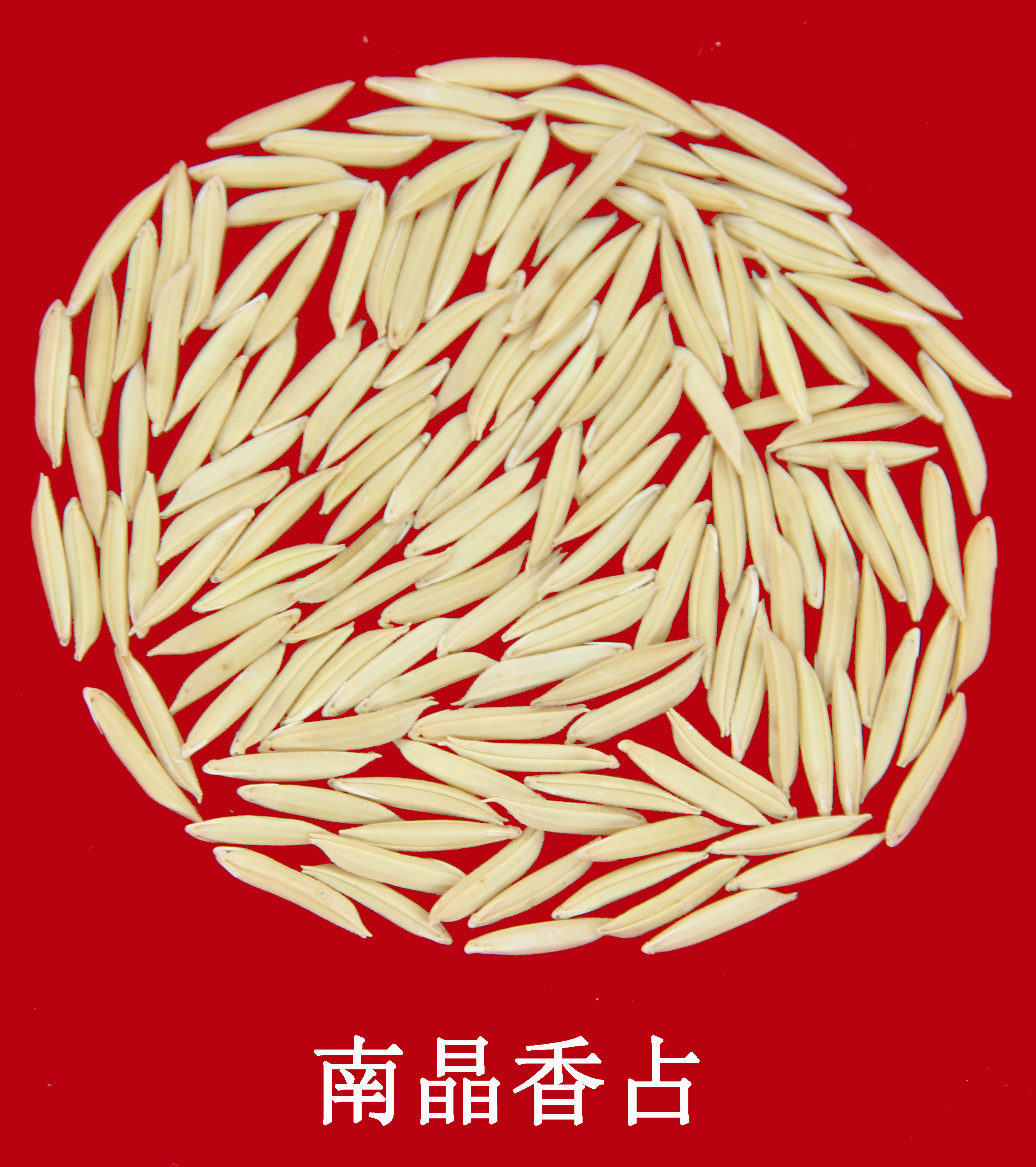 南晶香占种子图片.jpg