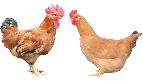 图片11.png