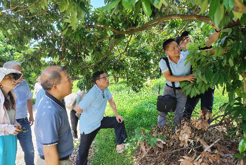 广州市农业农村局植保植检处处长邓小明一行到植保所增城示范基地调研.jpg